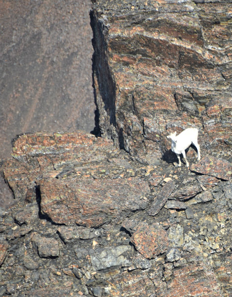 white sheep on a rocky cliff looking upwards